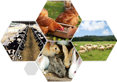 長期穩(wěn)定的飼料實(shí)驗(yàn)基地 同等質(zhì)量價(jià)格更優(yōu)